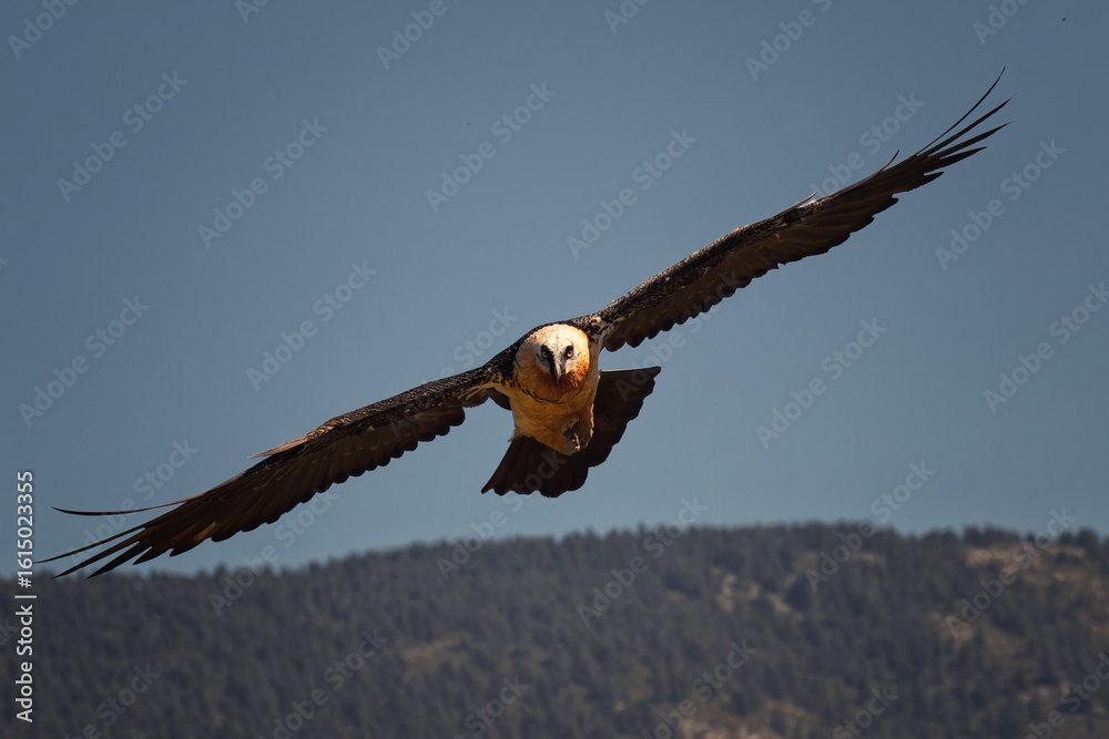 Obraz premium Lammergeier in flight
