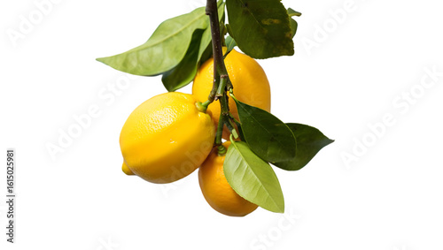 Bright yellow lemons hanging from a branch with green leaves fruit