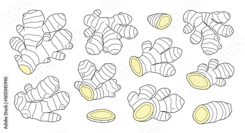 Collection of fresh ginger root illustrations showing rhizomes and slices for culinary and health applications