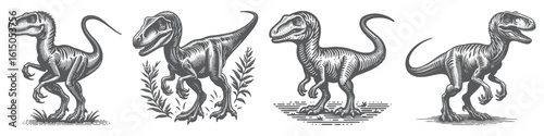 Vintage Hand-Drawn Velociraptor Collection Illustration, Prehistoric Dinosaur Engraved Style Vector for T-Shirts and Jurassic Themes Design