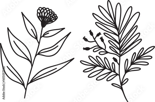 Linear Floral Element – Elegant Outline Illustration