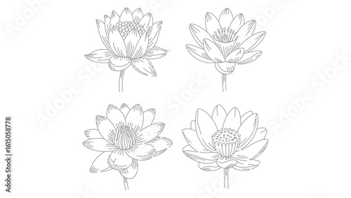 Elegant Water Lily Flower Line Art Vector Illustration for Botanical Designs and Decoration