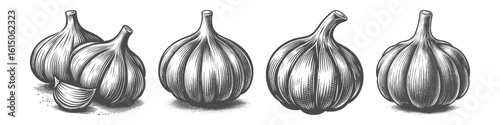 Vintage Hand-Drawn Garlic Collection Illustration, Pungent Bulb Vegetable Scene Engraved Style Vector for T-Shirts and Culinary Kitchen Themes Design