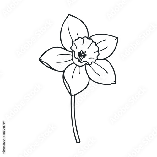 Simple black and white outline of a daffodil with five petals