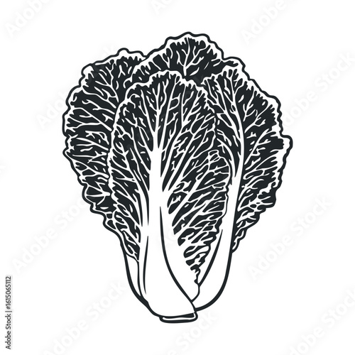 Detailed black and white illustration of napa cabbage with leaf texture