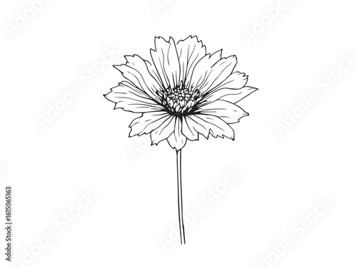 love in a mist clear vision simple line art