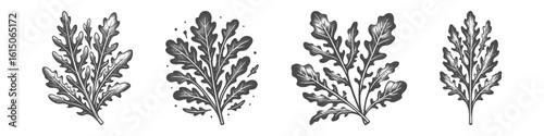 Vintage Hand-Drawn Arugula Collection Illustration, Leafy Green Herb Scene Engraved Style Vector for T-Shirts and Culinary Garden Themes Design