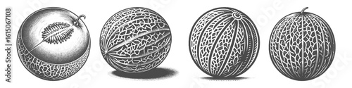 Vintage Hand-Drawn Melon Collection Illustration, Summer Fruit Engraved Style Vector for T-Shirts and Healthy Food Themes Design