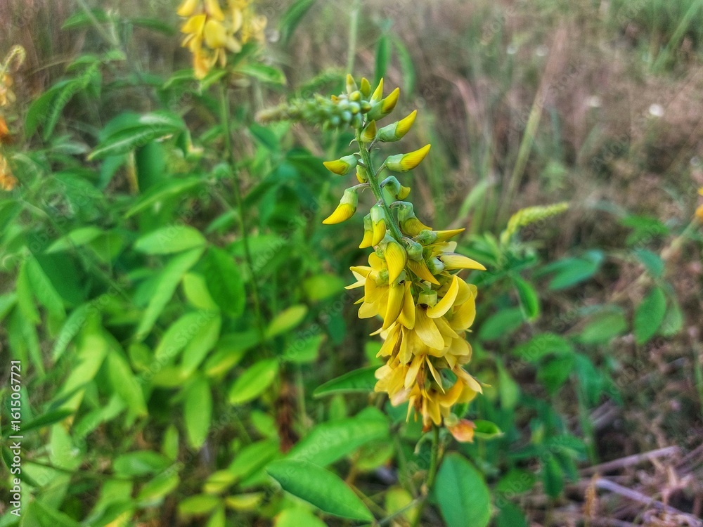 Fototapeta premium Close-up of a bright yellow wildflower, the rattlepod, or Crotalaria pallida, with green leaves in nature 