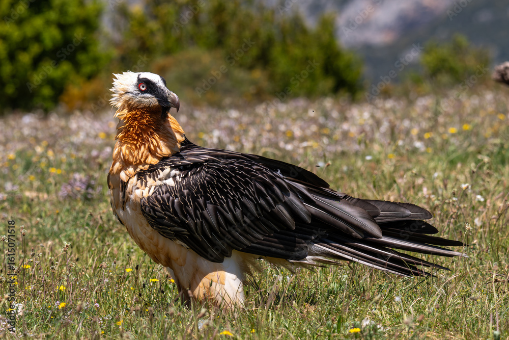 Fototapeta premium Lammergeier