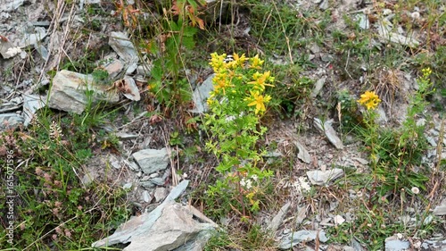 St. John´s Wort in blossom. Blooming yellow flowers on mountain. Hypericum perforatum.