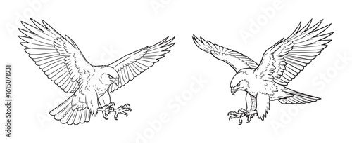 Two eagles fighting line art illustration