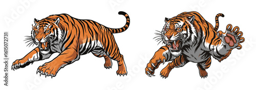 Two aggressive pouncing tigers vector illustration