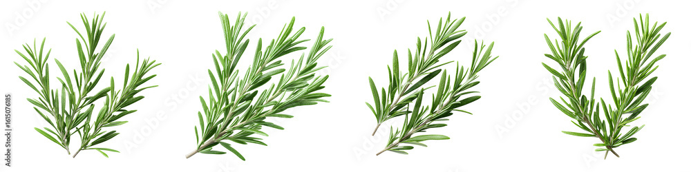 Fresh Rosemary Sprigs Collection, Green Herbs on White Background Fresh Rosemary Sprigs Collection, Green Herbs on White Background