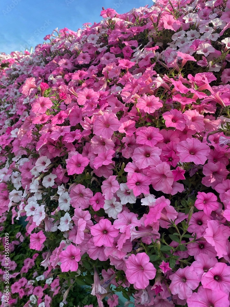 Obraz premium pink hydrangea flowers