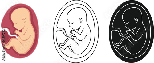 Understanding fetal development stages and growth inside the womb during pregnancy journey