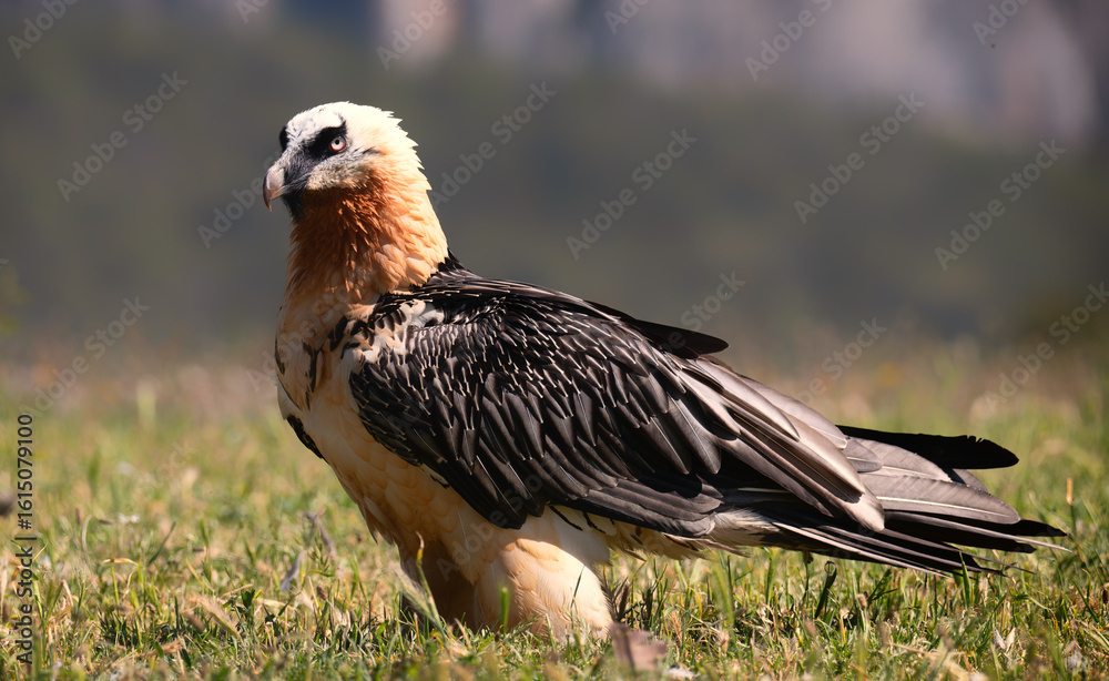 Fototapeta premium Lammergeier