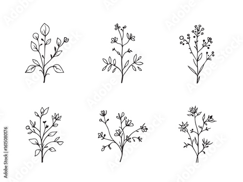 milkweed clear vision simple line art