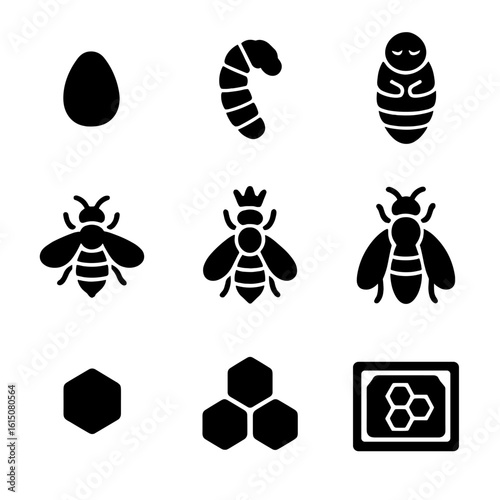 Bee Lifecycle Icons. Solid, filled icon set of bee lifecycle: egg, larva, pupa, adult bee, queen bee, worker bee, drone, honeycomb