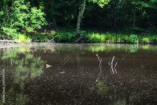 Reflection of trees in a lake in forest.