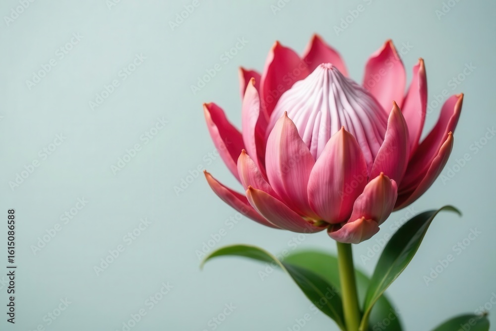 Naklejka premium Stunning pink King Protea, isolated, light grey background, botanical, image, detail