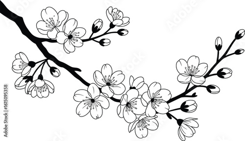 Black and white illustration of cherry blossom branch
