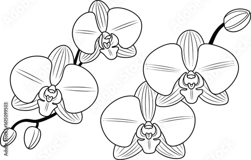 Black and White Line Drawing of Orchid Flowers floral