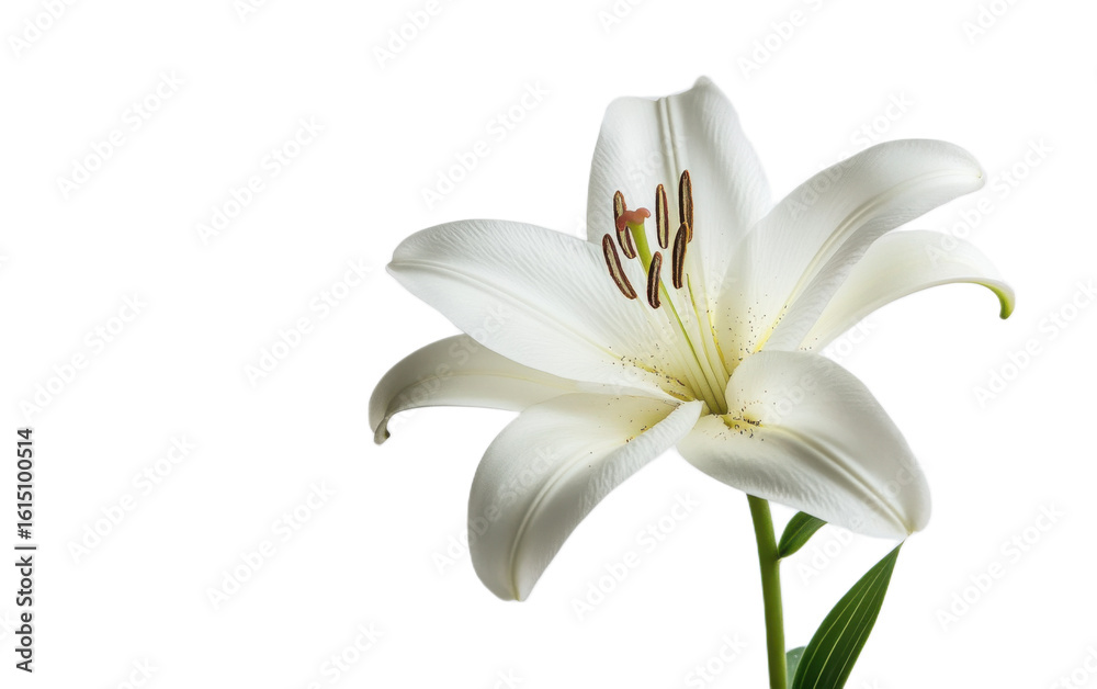 Obraz premium Single pure white lily head on white background,png