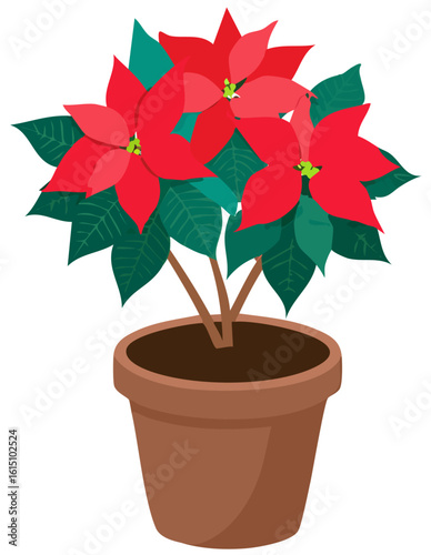 Euphorbia pulcherrima 2