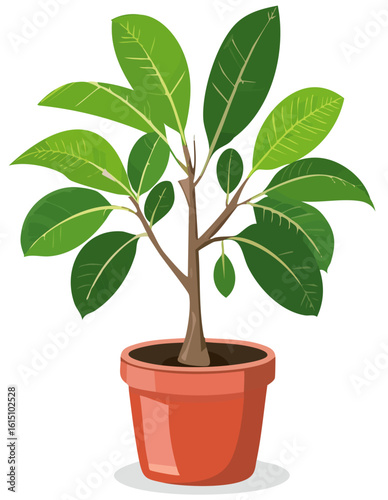 Ficus elastica