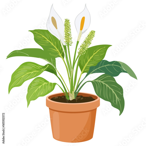 Spathiphyllum wallisii