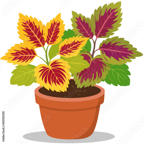  Coleus scutellarioides