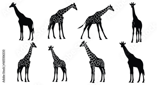 Vector silhouette illustration four giraffes in silhouette, displaying their distinctive spotted patterns and long necks
