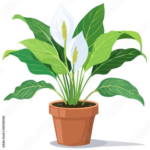 Spathiphyllum wallisii 2