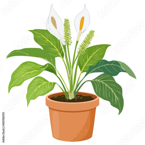 Spathiphyllum wallisii