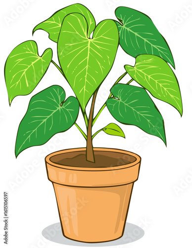 Syngonium podophyllum 2