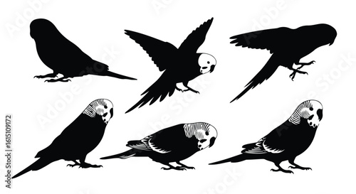 Silhouette vector set a collection of black silhouette budgies in various flying and perching poses
