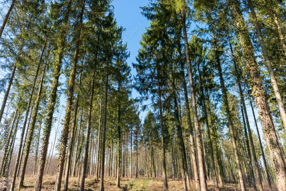 Forêt de résineux Forêt de résineux