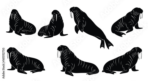 Silhouette vector set a collection of black silhouette walruses with tusks on a white background