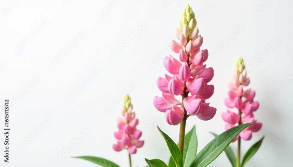 Naklejka premium Magnified lupin blossom, stark white backdrop, close up, background, white background