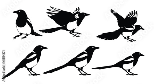 Silhouette vector set a collection of black and white silhouette illustrations of magpies in various poses, including flying and standing