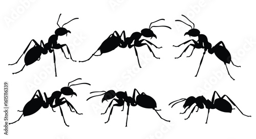 Silhouette vector set a detailed illustration of ants marching in a line, presented as black silhouettes against a white background