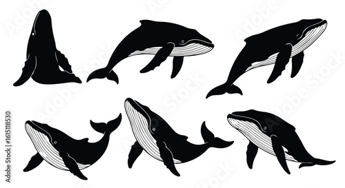 Silhouette vector set a collection of diverse whale illustrations, showcasing humpbacks and orcas in various dynamic poses