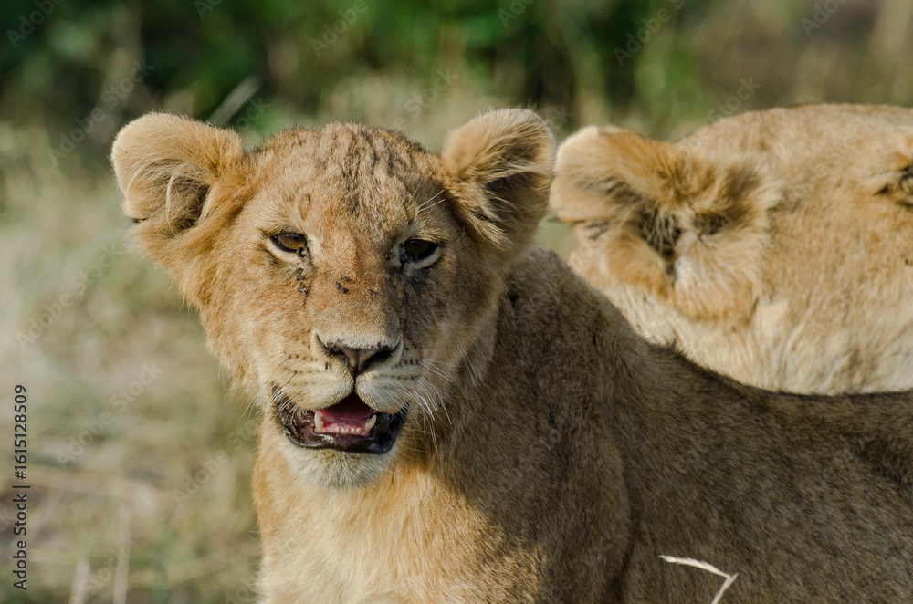 Obraz premium lion, jeune, lionceau, Panthera leo, Afrique