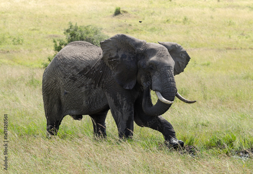Fototapeta premium éléphant d'Afrique, Loxodonta africana, Réserve de Masai Mara, Afrique de l'Est