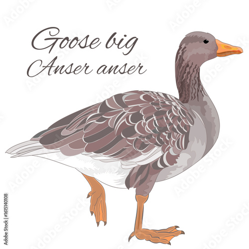 Goose big Anser anser  waterfowl watercolor vintage vector editable hand drawn