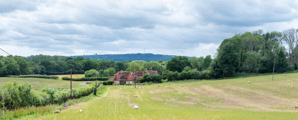 Obraz premium old farm and sheep in meadow of west sussex in england