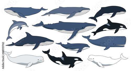 A diverse collection of marine mammals featuring various species of whales dolphins and orcas in a stylized artistic presentation