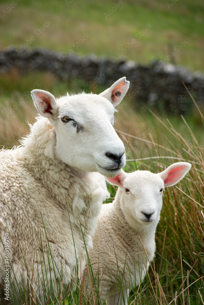 Obraz premium Lambing season in the English Countryside 