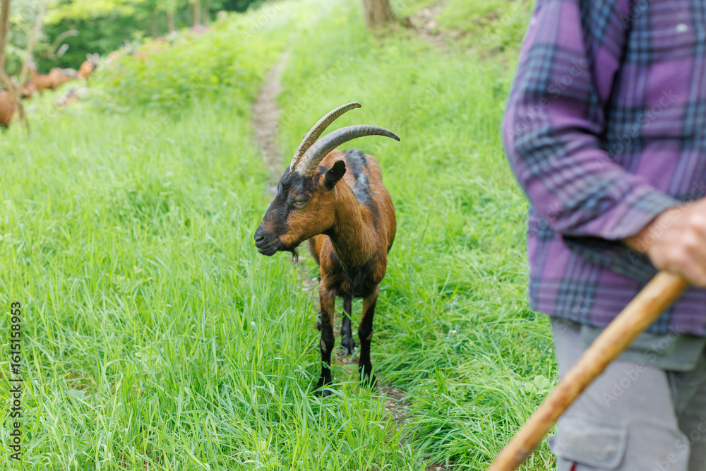 Ταπετσαρία brown goat following a goatherd in a green pasture during daytime